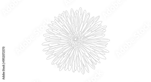 Gray fuzzy dandelion clock seed head.