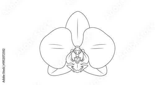 Detailed drawing of an orchid flower.