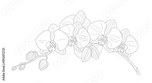 Detailed illustration of orchid flowers.