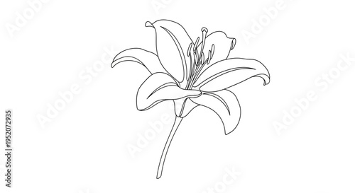 Detailed drawing of a lily flower.
