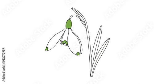 Snowdrop flower with green stem.
