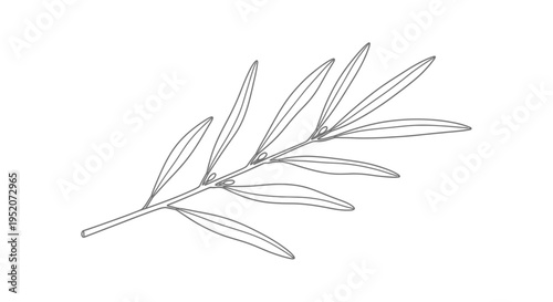 Olive branch with long thin leaves.