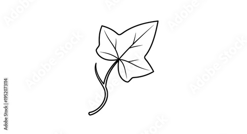 Detailed illustration of a single leaf.