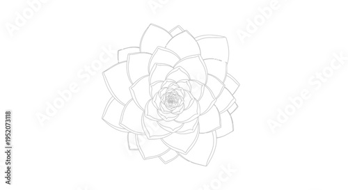 Detailed illustration of a succulent plant.