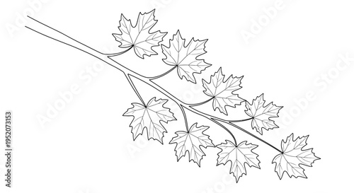Detailed illustration of maple tree branch.