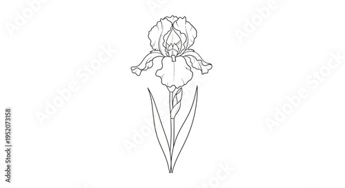 Detailed drawing of an iris flower.