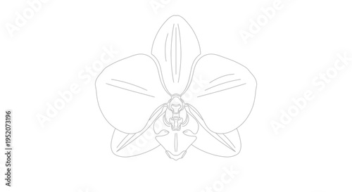 Detailed illustration of an orchid flower.
