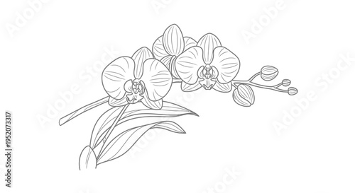 Detailed line drawing of orchid flowers.