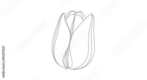 Tulip flower outline sketch drawing.