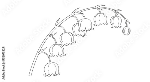 Lily of the valley flowers bunch.