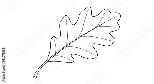 Detailed illustration of an oak leaf.