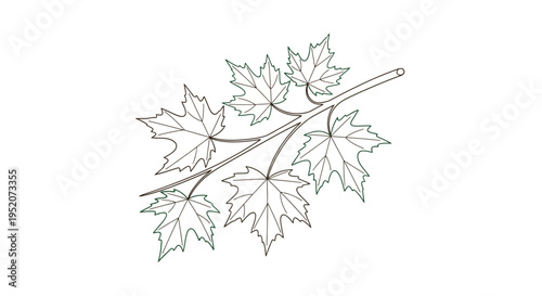 Detailed illustration of maple leaves cluster.