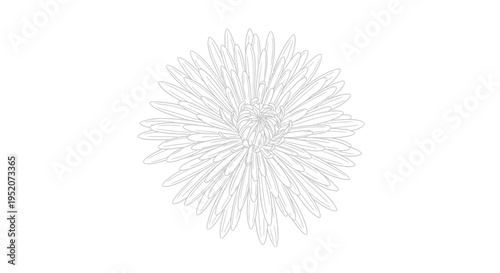 Detailed view of a dandelion seed.