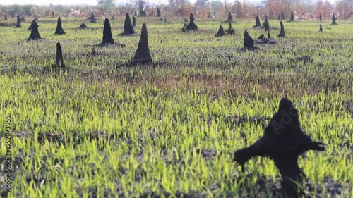 Mysterious Termite Stumps Emerging from the Marshy Ground in Natural Landscape