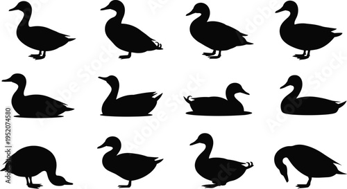 Duck silhouette set, swimming and standing duck bird vector collection, waterfowl silhouettes isolated wildlife nature illustration pack