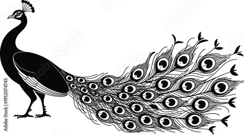 Peacock silhouette illustration, elegant peafowl bird with long decorative feathers, detailed tail plumage vector, exotic wildlife design element