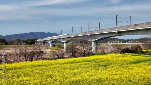 菊池川沿いに咲く菜の花と九州新幹線