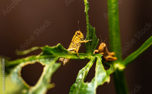 Collection of images with different types of biotic damage: from defoliation by carterpillars snails beetles fruit consumption by grasshoppers to deep holes made by borers in fig tree wood