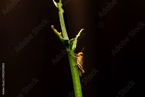 Collection of images with different types of biotic damage: from defoliation by carterpillars snails beetles fruit consumption by grasshoppers to deep holes made by borers in fig tree wood
