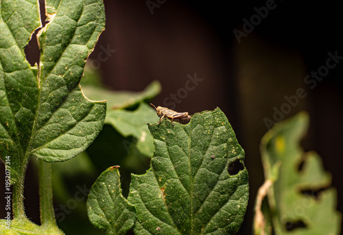 Collection of images with different types of biotic damage: from defoliation by carterpillars snails beetles fruit consumption by grasshoppers to deep holes made by borers in fig tree wood