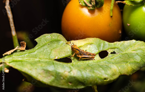 Canvas Print Collection of images with different types of biotic damage: from defoliation by