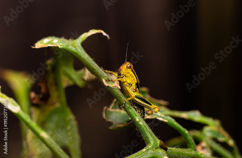 Collection of images with different types of biotic damage: from defoliation by carterpillars snails beetles fruit consumption by grasshoppers to deep holes made by borers in fig tree wood