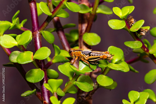 Collection of images with different types of biotic damage: from defoliation by carterpillars snails beetles fruit consumption by grasshoppers to deep holes made by borers in fig tree wood