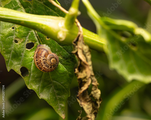 Collection of images with different types of biotic damage: from defoliation by carterpillars snails beetles fruit consumption by grasshoppers to deep holes made by borers in fig tree wood