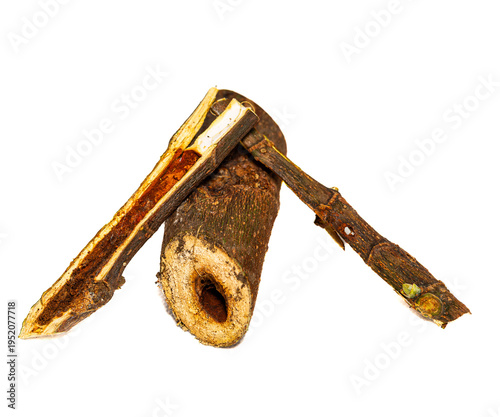 Collection of images with different types of biotic damage: from defoliation by carterpillars snails beetles fruit consumption by grasshoppers to deep holes made by borers in fig tree wood