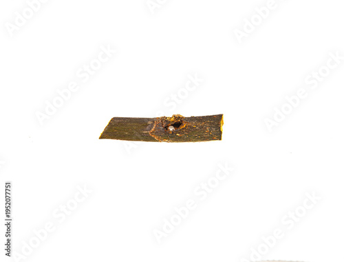 Collection of images with different types of biotic damage: from defoliation by carterpillars snails beetles fruit consumption by grasshoppers to deep holes made by borers in fig tree wood