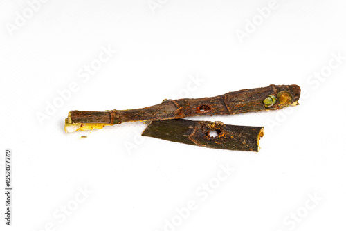 Collection of images with different types of biotic damage: from defoliation by carterpillars snails beetles fruit consumption by grasshoppers to deep holes made by borers in fig tree wood
