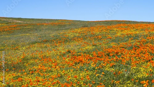 Wallpaper Mural Slow motion shot of wildflower super bloom at Antelope Valley in Lancaster, California, USA Torontodigital.ca