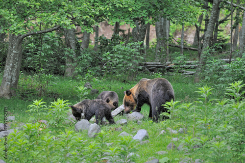 岩を動かしてアリを探すヒグマの親子（北海道・知床）
