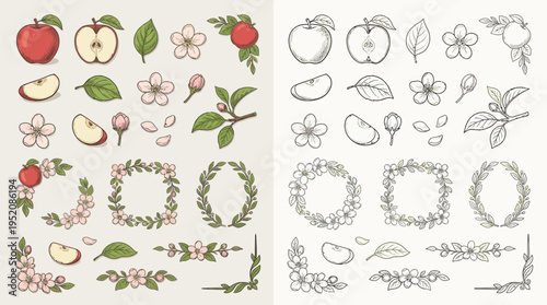 Collection of hand-drawn illustrations of apples, apple blossoms, leaves, and decorative floral elements in both color and monochrome.