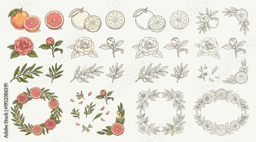 A collection of hand-drawn botanical illustrations featuring fruits, flowers, and decorative elements, presented in both color and line art.