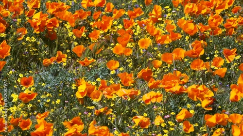 Wallpaper Mural Slow motion shot of wildflower super bloom at Antelope Valley in Lancaster, California, USA Torontodigital.ca