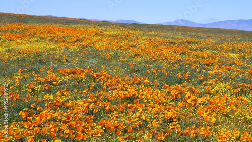 Wallpaper Mural Slow motion shot of wildflower super bloom at Antelope Valley in Lancaster, California, USA Torontodigital.ca