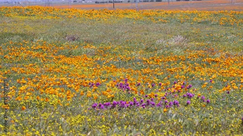 Wallpaper Mural Slow motion shot of wildflower super bloom at Antelope Valley in Lancaster, California, USA Torontodigital.ca