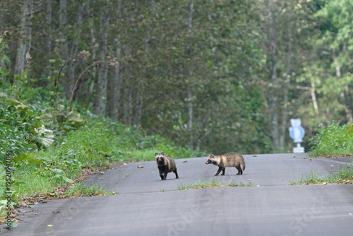 道路を歩くエゾタヌキのつがい（北海道・鶴居村）
