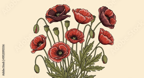 Bild auf Leinwand Vintage Botanical Illustration of Red Poppy Flowers and Seed Pods on Cream Backg