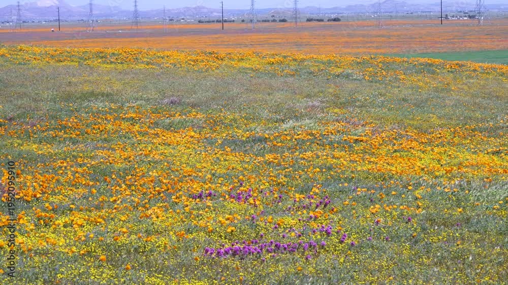 custom made wallpaper toronto digitalSlow motion shot of wildflower super bloom at Antelope Valley in Lancaster, California, USA