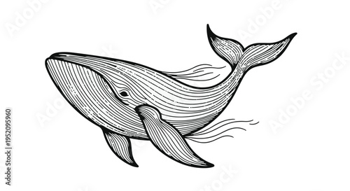 Whale illustration depicting a majestic marine mammal swimming gracefully.