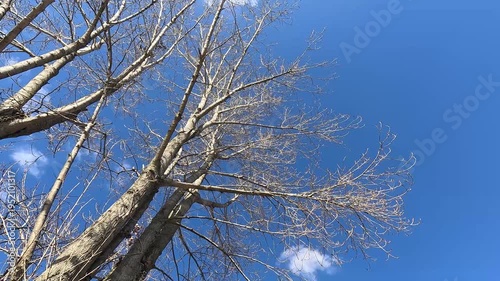 Looking up at bare tree branches moving in wind against blue sky