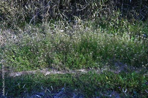 Shepherd's purse flowers. This plant bears white flowers and triangular fruits in spring, often found along roadsides. The young leaves are edible.