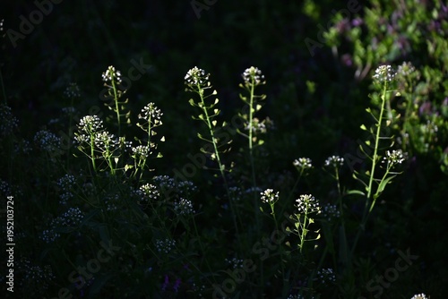 Shepherd's purse flowers. This plant bears white flowers and triangular fruits in spring, often found along roadsides. The young leaves are edible.
