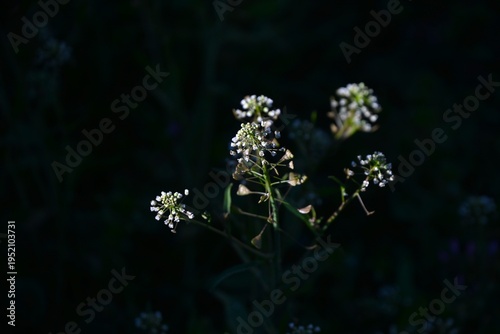 Shepherd's purse flowers. This plant bears white flowers and triangular fruits in spring, often found along roadsides. The young leaves are edible.