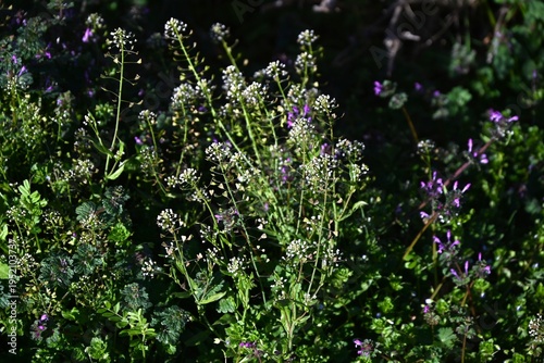 Shepherd's purse flowers. This plant bears white flowers and triangular fruits in spring, often found along roadsides. The young leaves are edible.