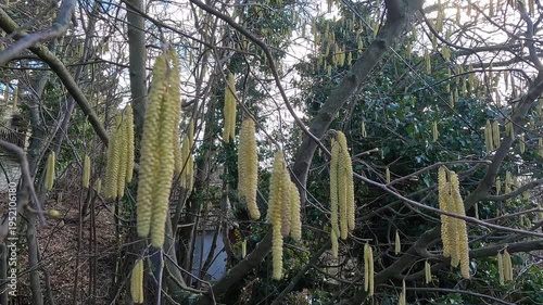 Hazel Catkins Swaying in the Wind Close Up Nature Detail