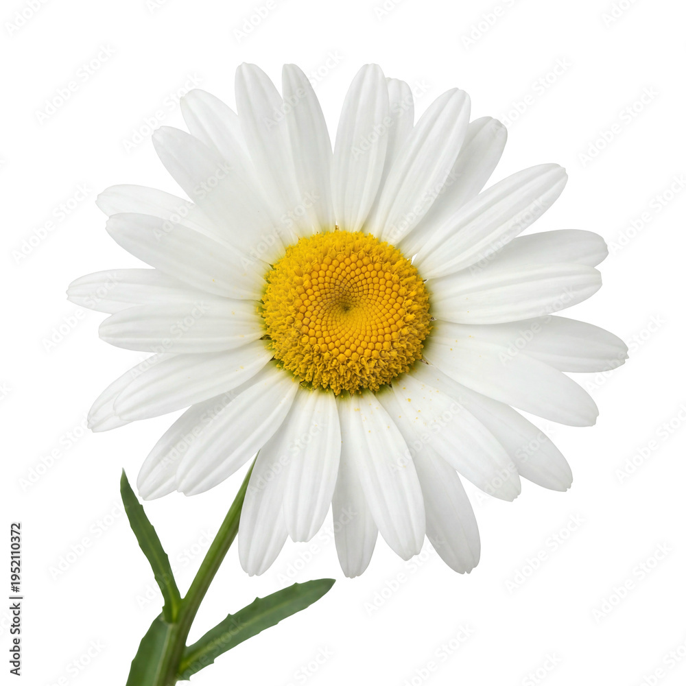 Fototapeta premium A Beautiful Daisy Flower with Delicate White Petals and a Bright Yellow Center on a White Background