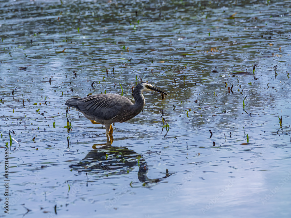 Fototapeta premium White Faced Grey Heron With Fish In Mouth